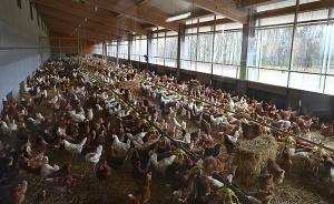 禽畜养殖环境较差、爱吃鲜肉活禽让禽流感疫情频频光顾