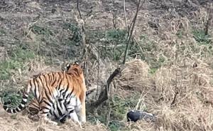 宁波动物园老虎伤人致死案中的法理与情理