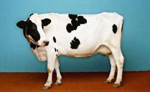 美国科学家用基因编辑培育出“无角牛”，保护挤奶工安全