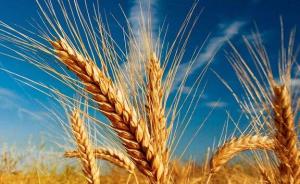 散发“气味”自动驱赶蚜虫的转基因小麦在英国诞生