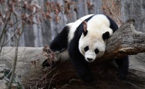 熊猫“宝宝”旅美三载，乘专机回国