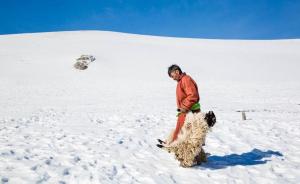 蒙古超六成国土遭大雪覆盖重创畜牧业，正寻求国际救援