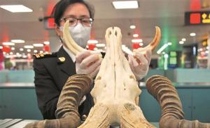 厦门海关在一行李中查获散发恶臭的羚羊头盖骨及大量豪猪刺