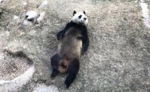 兰州“口吐白沫”大熊猫又被曝体重骤降，园方称生理指标正常