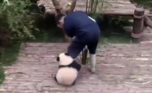 熊猫宝宝“抱大腿”萌翻全球点击过亿