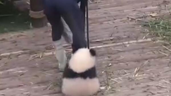 熊猫宝宝“抱大腿”萌翻全球点击过亿