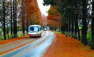 黄山“最美公路”行道树被砍，官方：道路拓宽后会复植