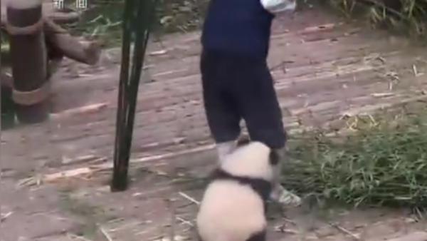 为什么大熊猫“奇一”不爱竹子爱大腿