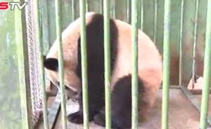 熊猫蜀兰被指瘦骨嶙峋，实测98公斤