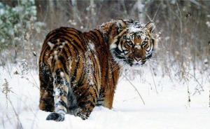 中国将设立东北虎豹国家公园，跨吉林黑龙江两省