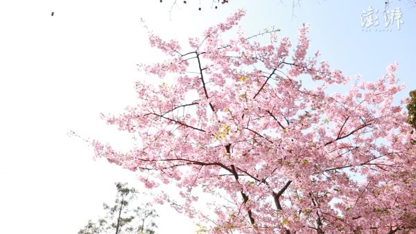 阳春三月百花竞放，上海最美“春景”何处赏