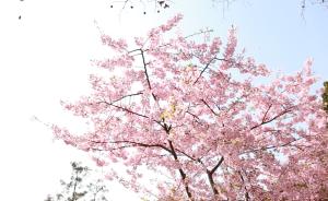 阳春三月百花竞放，上海最美“春景”何处赏