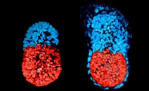 人类首次在培养皿中造出小鼠胚胎，能与自然胚胎一样自主发育