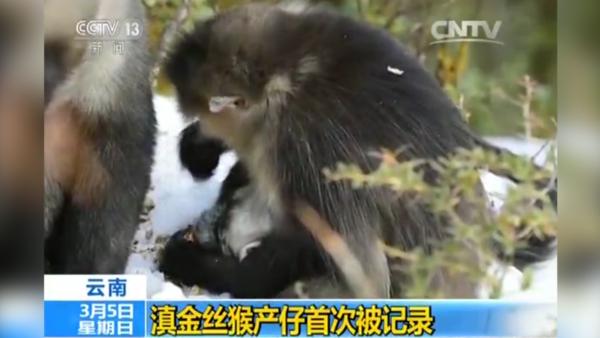 滇金丝猴户外产仔，群猴争抱小宝宝