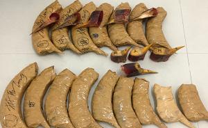 珠三角查获极濒危盔犀鸟头骨138个，其国际贸易被严格禁止