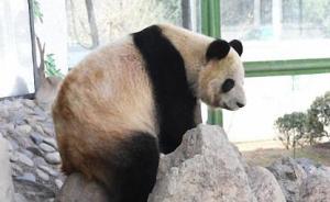 因不能满足饲养需求，兰州动物园大熊猫“蜀兰”将赴成都代养