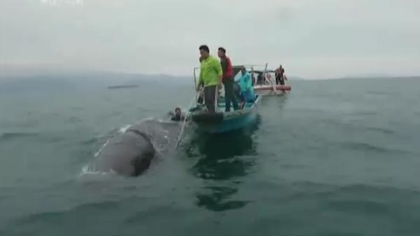 抹香鲸被渔网缠困，志愿者出海救援