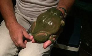 澳大利亚居民发现巨大树蛙，体积超过成年人手掌
