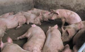 广东惠州病死猪肉案被提起公益诉讼，律师：索赔千万才能杜绝