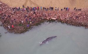 直击｜深圳海域抹香鲸已完全搁浅，“将让其自然死亡” 