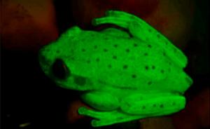 科学家发现第一种会发光的两栖动物：亮度随月相变化的青蛙