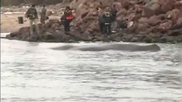 深圳获救抹香鲸再搁浅，只待自然死亡