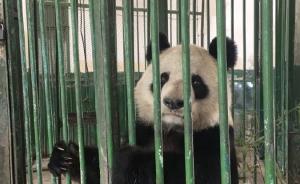甘肃唯一大熊猫“蜀兰”今晚乘机离开兰州，入蜀“回娘家”