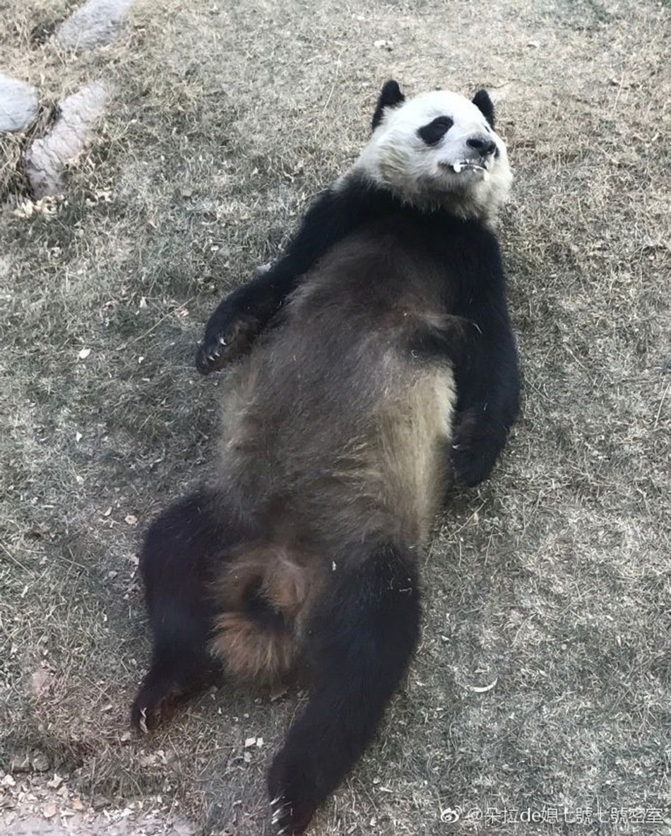 大熊猫瘦骨嶙峋，兰州动物园又遭质疑，继有人曝光兰州动物园大熊猫“蜀兰”身上带伤、口吐白沫后，近日又有网友反映“蜀兰”瘦骨嶙峋、体重下降等情况