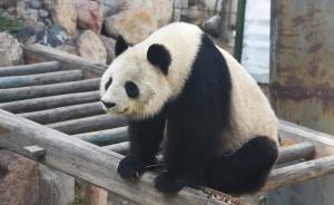 直击｜大熊猫“蜀兰”回娘家养老：此前曾受伤、口吐白沫