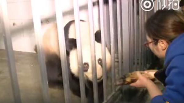 大熊猫“蜀兰”到家，吃上川味竹笋