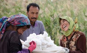 国家深化新疆棉花目标价格改革：一年一定改为三年一定