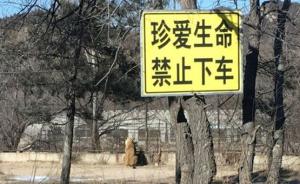 又有人在猛兽区下车，血的教训还叫不醒