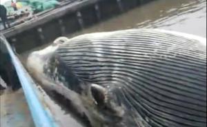 上海芦潮港附近发现死亡鲸鱼，目击者称鱼鳍有被锯掉痕迹