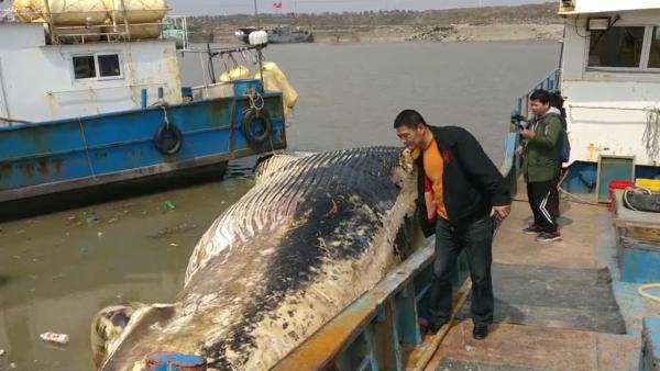 巨鲸尸体突现上海附近海域
