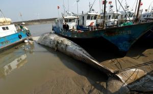 上海死亡鲸鱼左胸鳍消失或系人为，专家：没有食用价值 