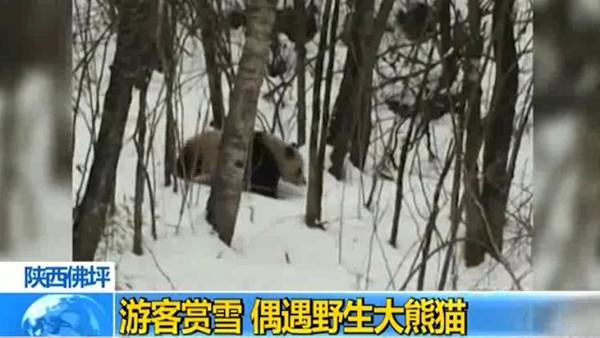 陕西：游客偶遇野生大熊猫雪中漫步