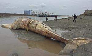上海发现死亡鲸鱼后续：标本团队计划明日解剖，或需处理一周