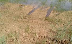 江苏农户跨省承包万亩稻田疑因水污染绝产，状告山东环保厅