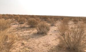 阿拉善“种绿”记：沙漠3年种50万亩梭梭，希望与困境并存