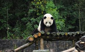 海归大熊猫宝宝见客了，每日吃竹百斤