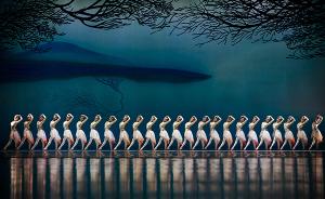 上海歌舞团推舞蹈季，《野斑马》等三部舞剧一个月连跳24场