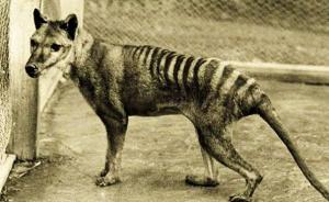澳发现疑似“已灭绝的”袋狼？科学家将大规模布控摄像头抓拍