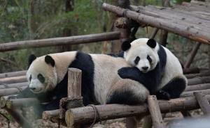 大熊猫“和盛”已于去年9月野放期间死亡，曾遭不明动物攻击