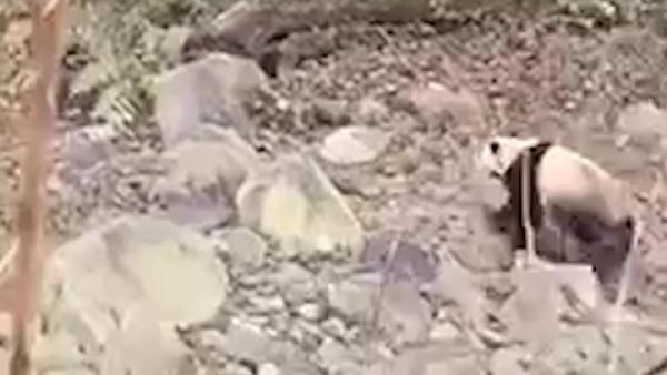 野生大熊猫下山喝水，憨厚可爱不怕生