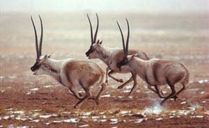 藏羚羊进入繁殖期，新疆阿尔金山自然保护区实施禁入令