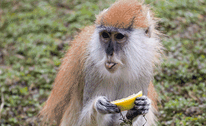 城事｜杭州动物园加餐“酸酸的柠檬”，动物们吃了表情萌翻天