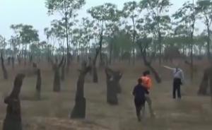 千余棵古棗樹遭粗暴移栽兩年沒發芽