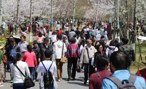 上海顾村公园赏樱游客数刷新去年纪录，达182966人次