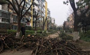 上海一小区10多棵香樟树遭剃头，涉事绿化企业被罚款