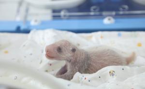 首只上海出生的大熊猫宝宝露真容：小“千金”已三周大